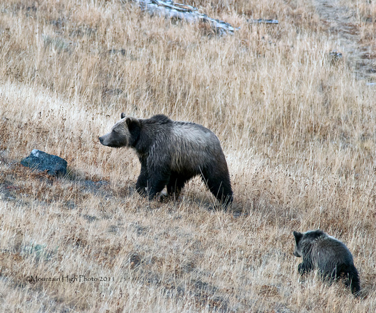 Hayden Valley Grizzly with cub