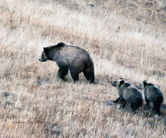 Hayden Valley Grizzly with her two cubs