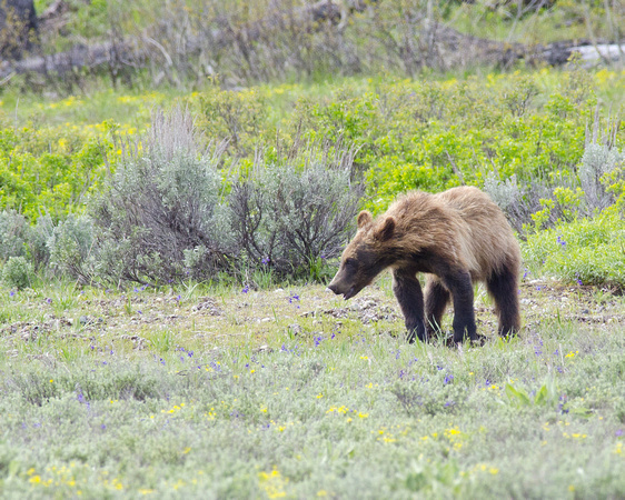 Struggling Grizzly Cub