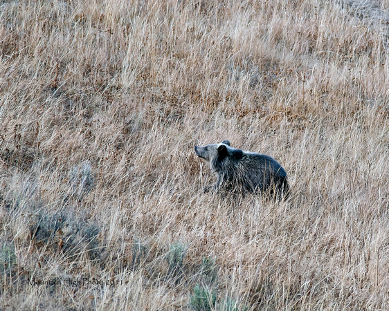 Hayden Valley Grizzly cub