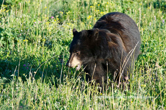 Black Bear Yellowstone