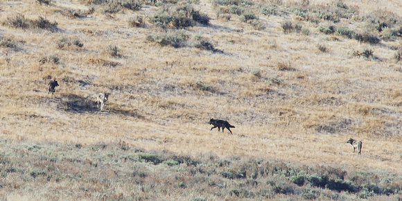 Young Wolves of the Lamar Valley