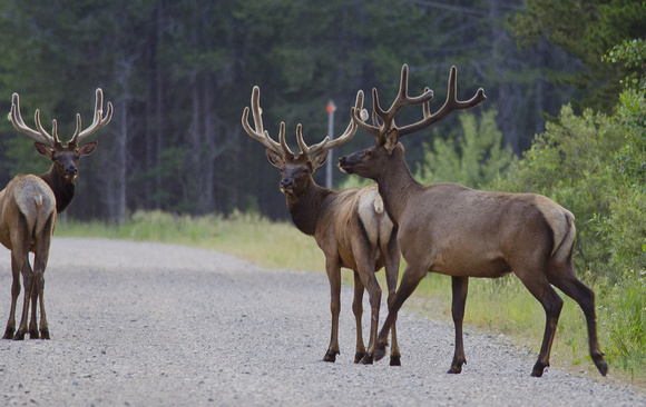 Flagg Ranch Road Elk