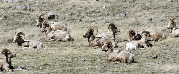 Boys only club National Elk Refuge Jackson Wyoming